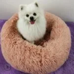 Dog Beds For Small Dogs Round Plush Cat Litter Kennel Pet Nest Mat Puppy Beds - Image 4